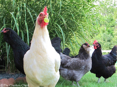 national egg month