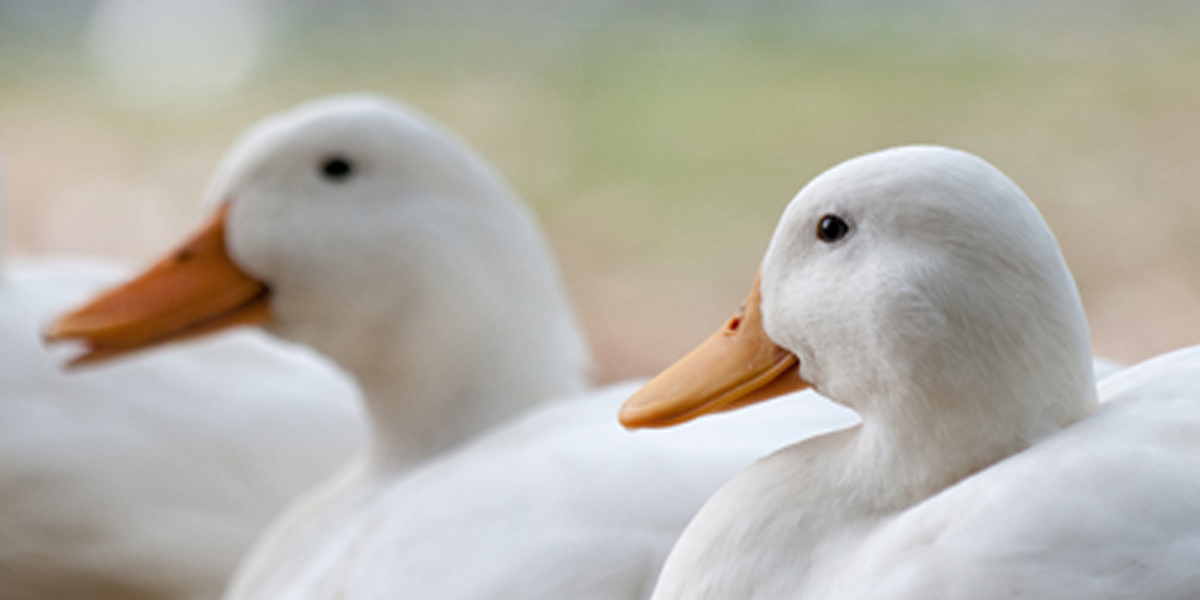 ducks