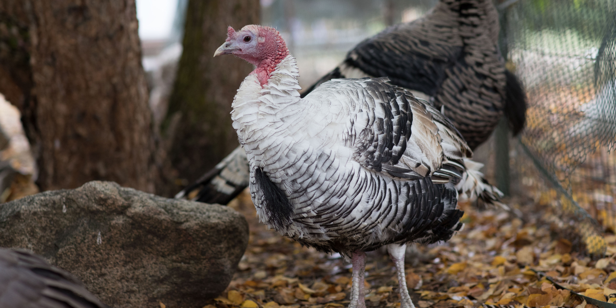 turkey